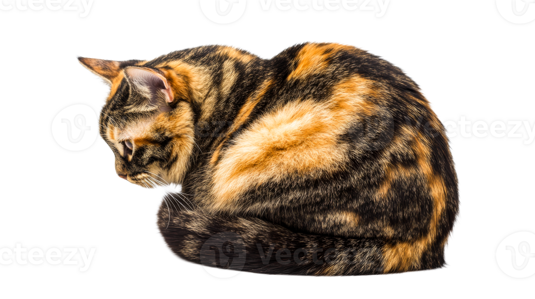 Cat curled in a ball, tortoiseshell fur with stripes, isolated, cut out transparent png