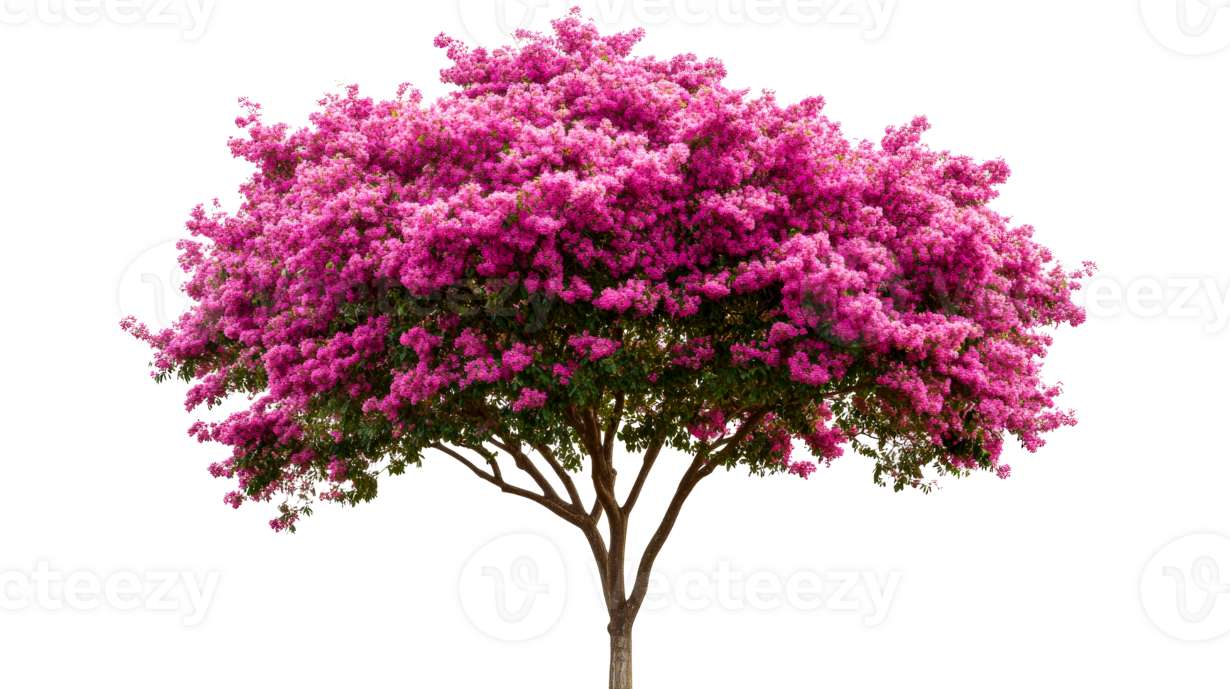 Pink Flowering Tree with a Lush Canopy and Distinct Trunk, cut out transparent png