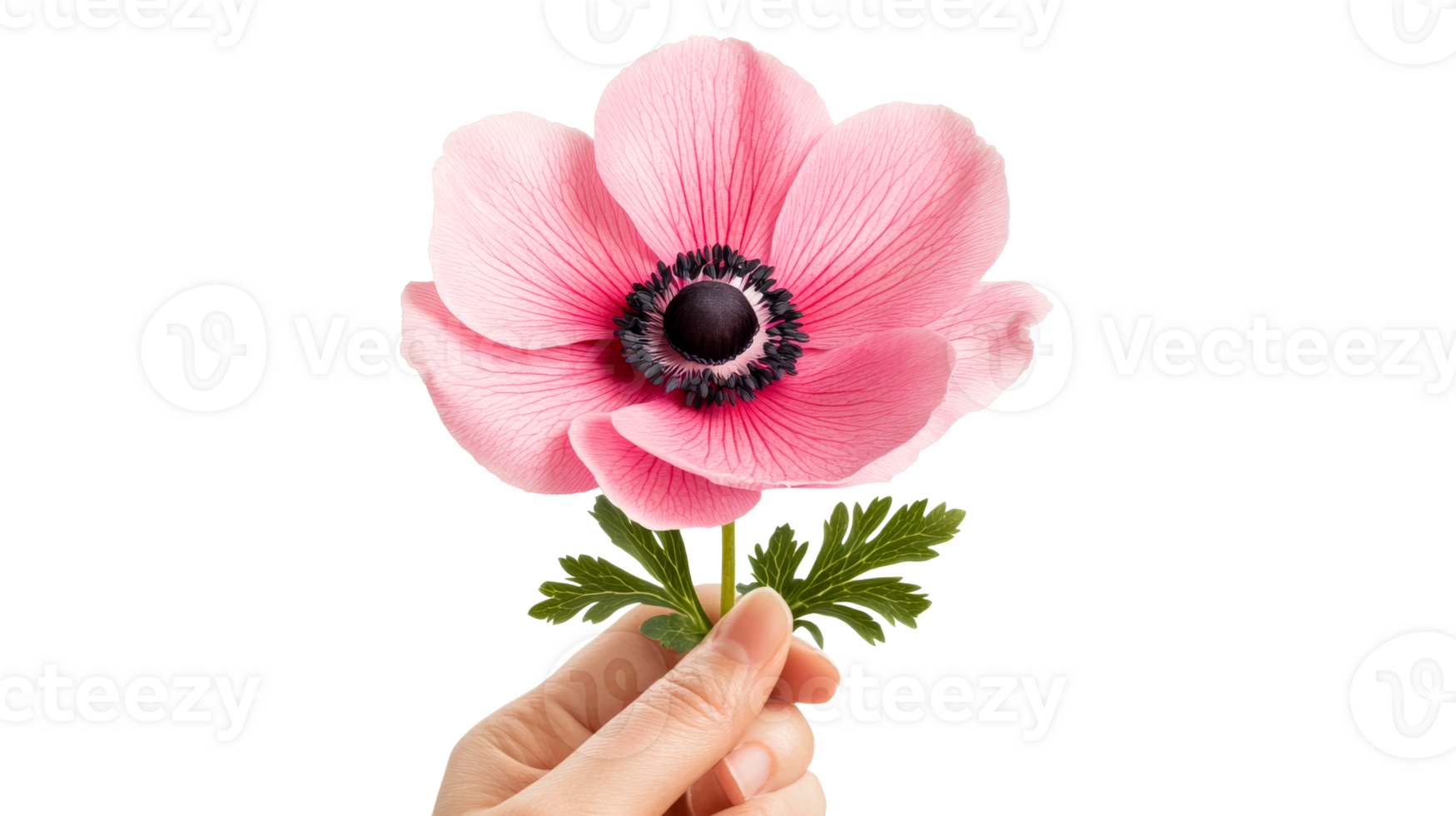 Pink anemone bloom held in fingers, cutout transparent png