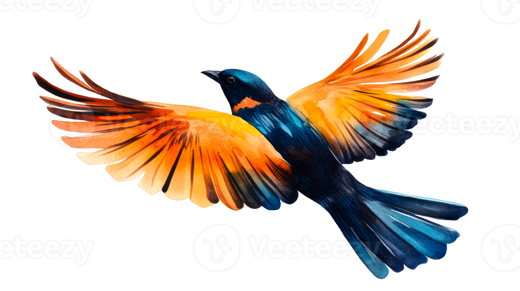 Colorful bird soars across, spreading wings wide open, cut out transparent png
