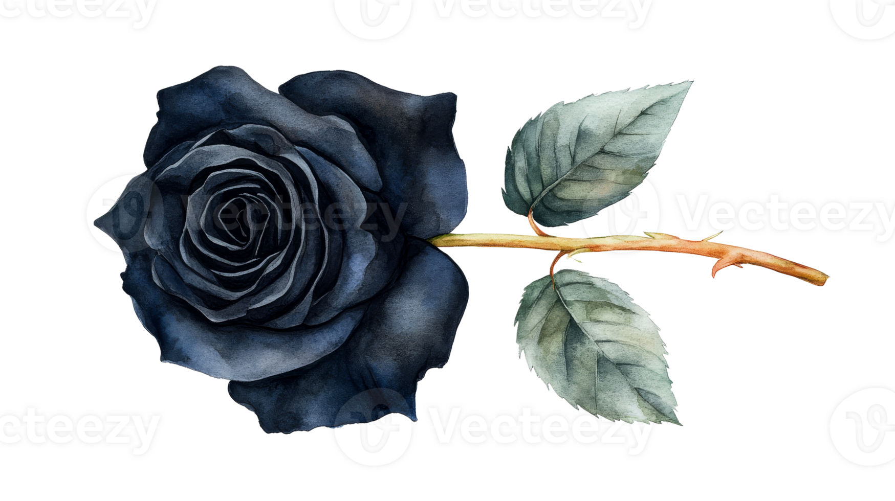 Dark blue rose with leaves, watercolor flower illustration, cut out transparent png