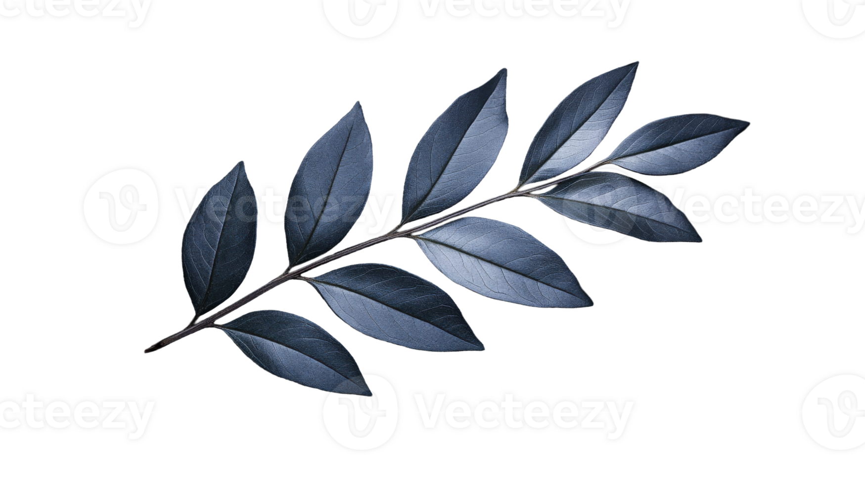 Dark blue leaf on a branch against a black background, cut out transparent png