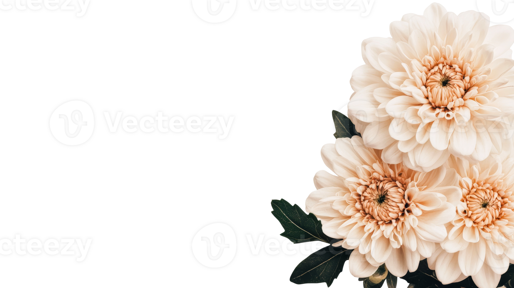Peach-colored dahlia flower blossom in full bloom on black background, cut out transparent png