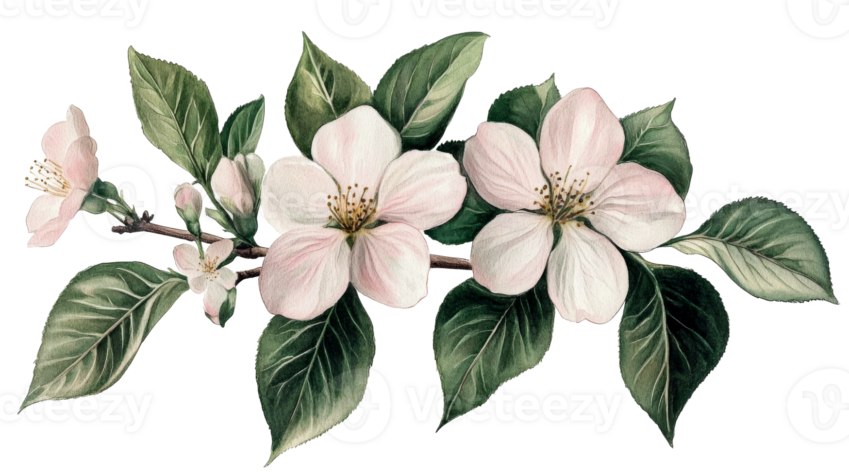 Apple blossoms, flower branch, springtime blossoms, floral, cut out transparent png