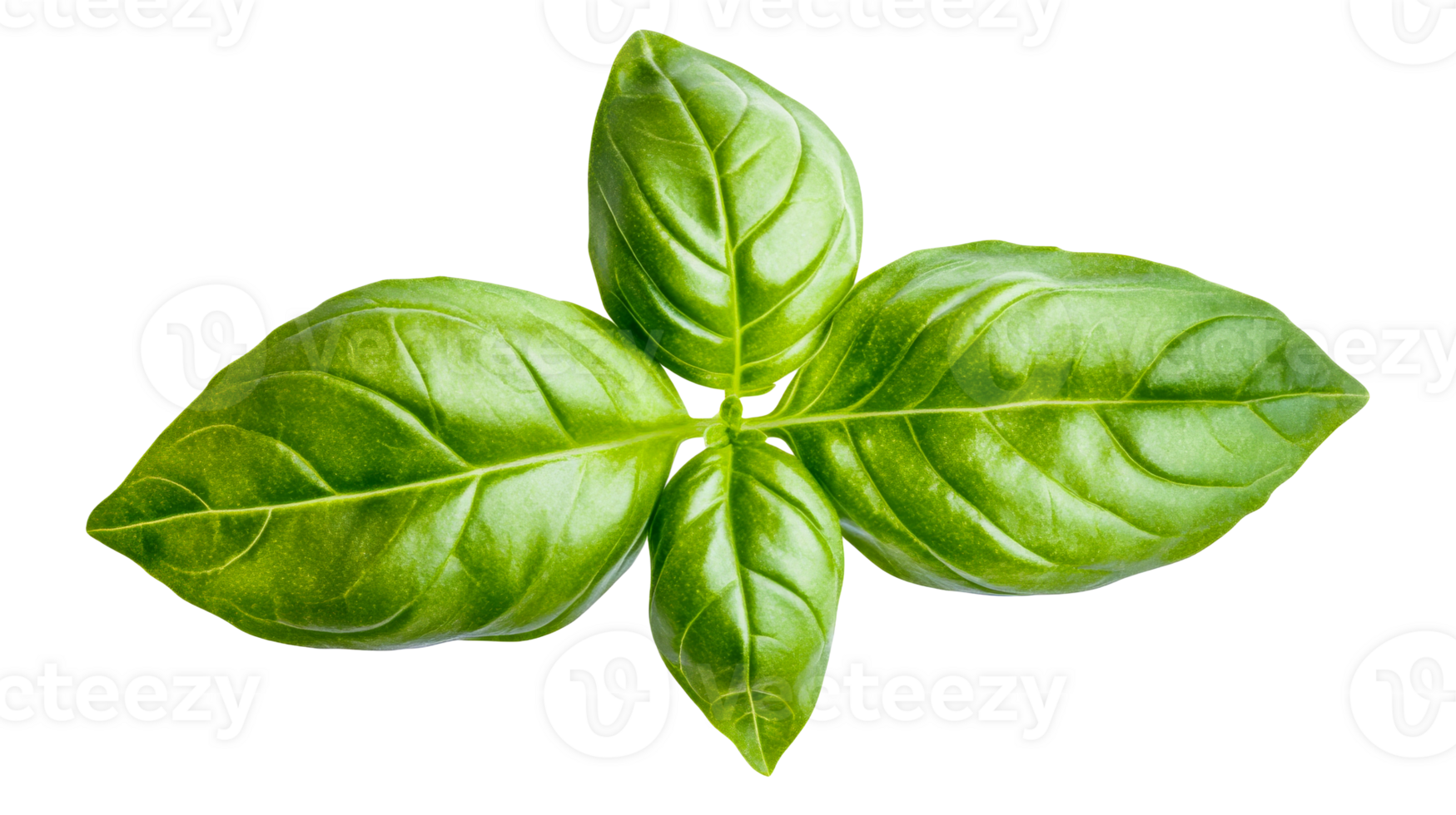Sweet basil leaves arrangement, cut out transparent png