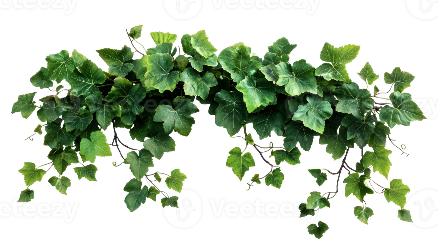 Ivy vine with green leaves, decoration element, isolated, cut out transparent png