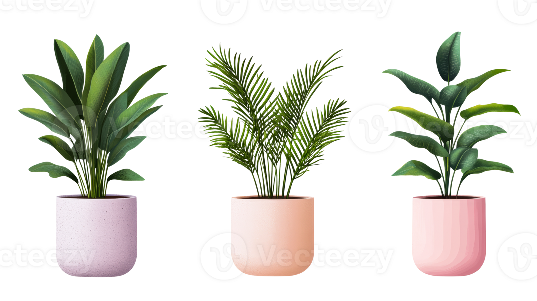 Potted house plants on black background, cut out transparent png