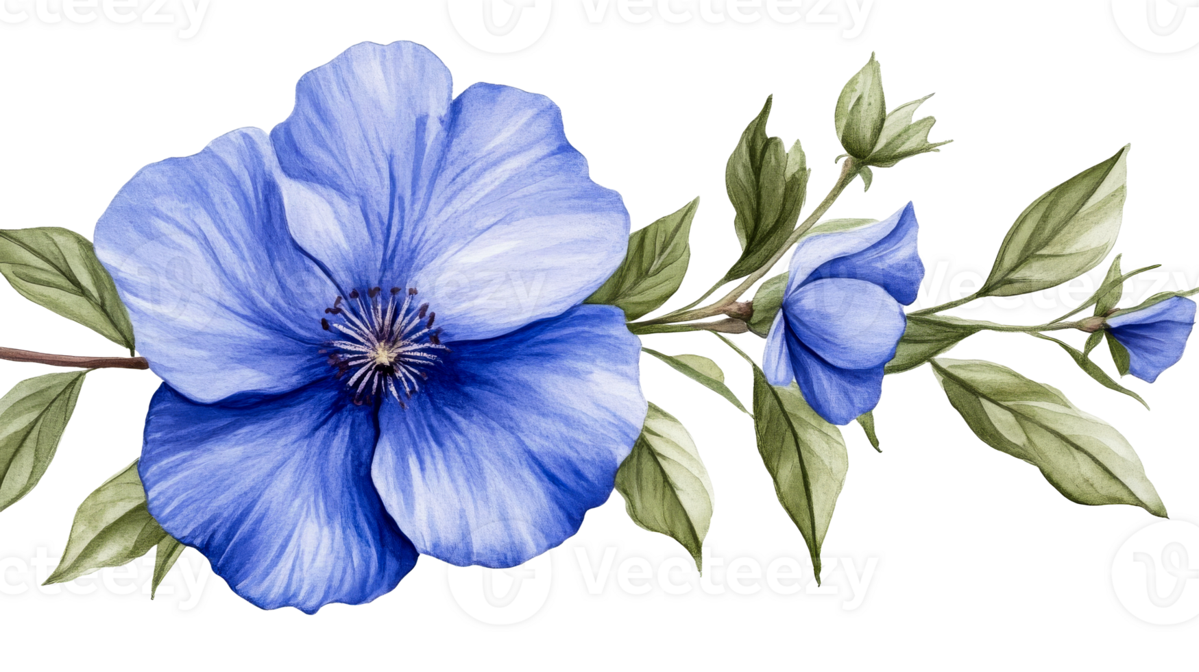 Blue anemone flower arrangement with leaves and branch, cut out transparent png