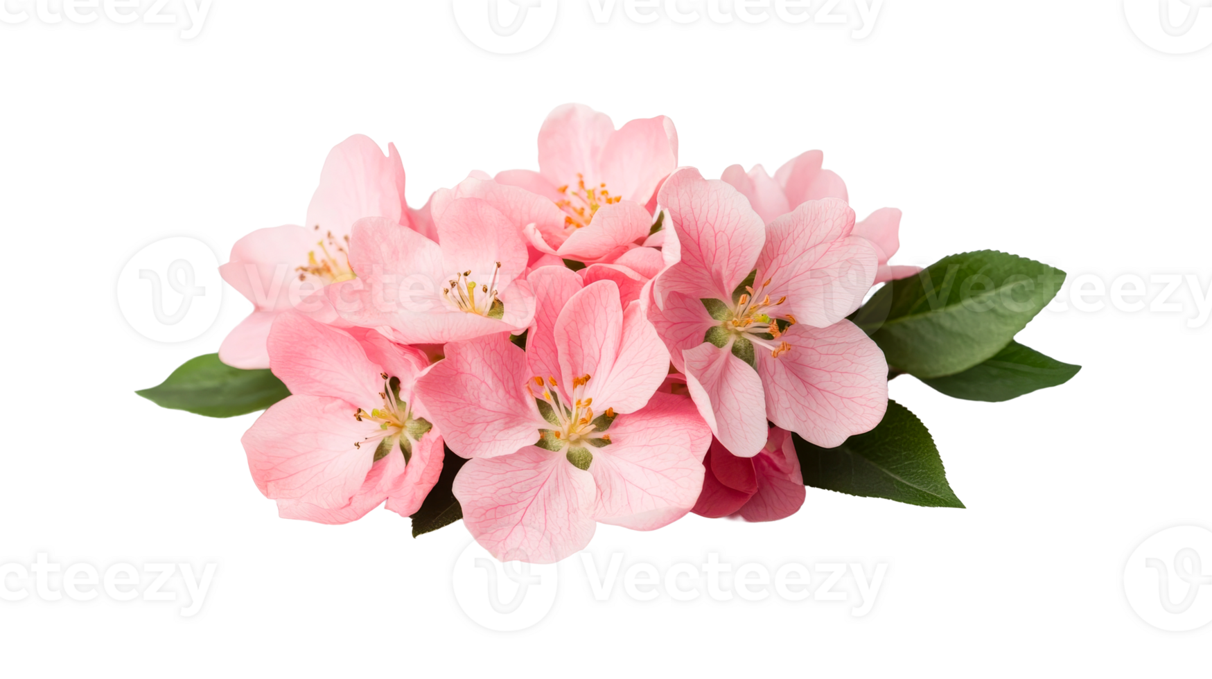 Delicate apple blossoms, cluster of pink flowers, spring, petals, cut out transparent png
