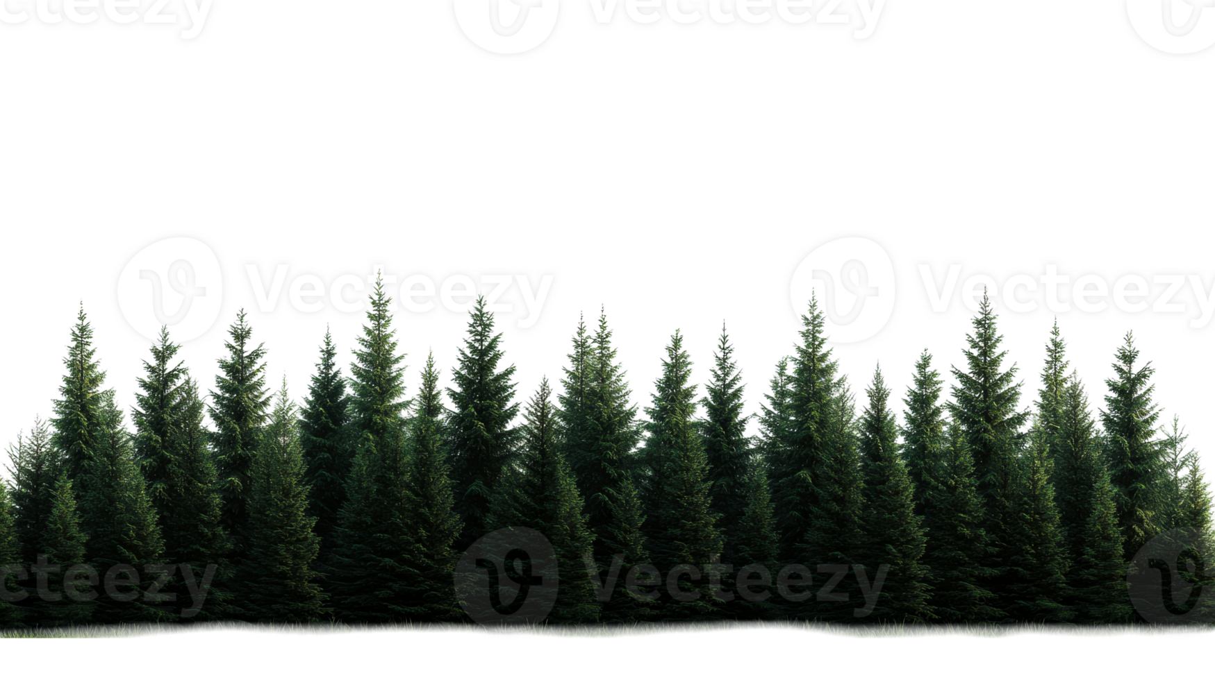 Evergreen trees row on black background, cut out transparent png