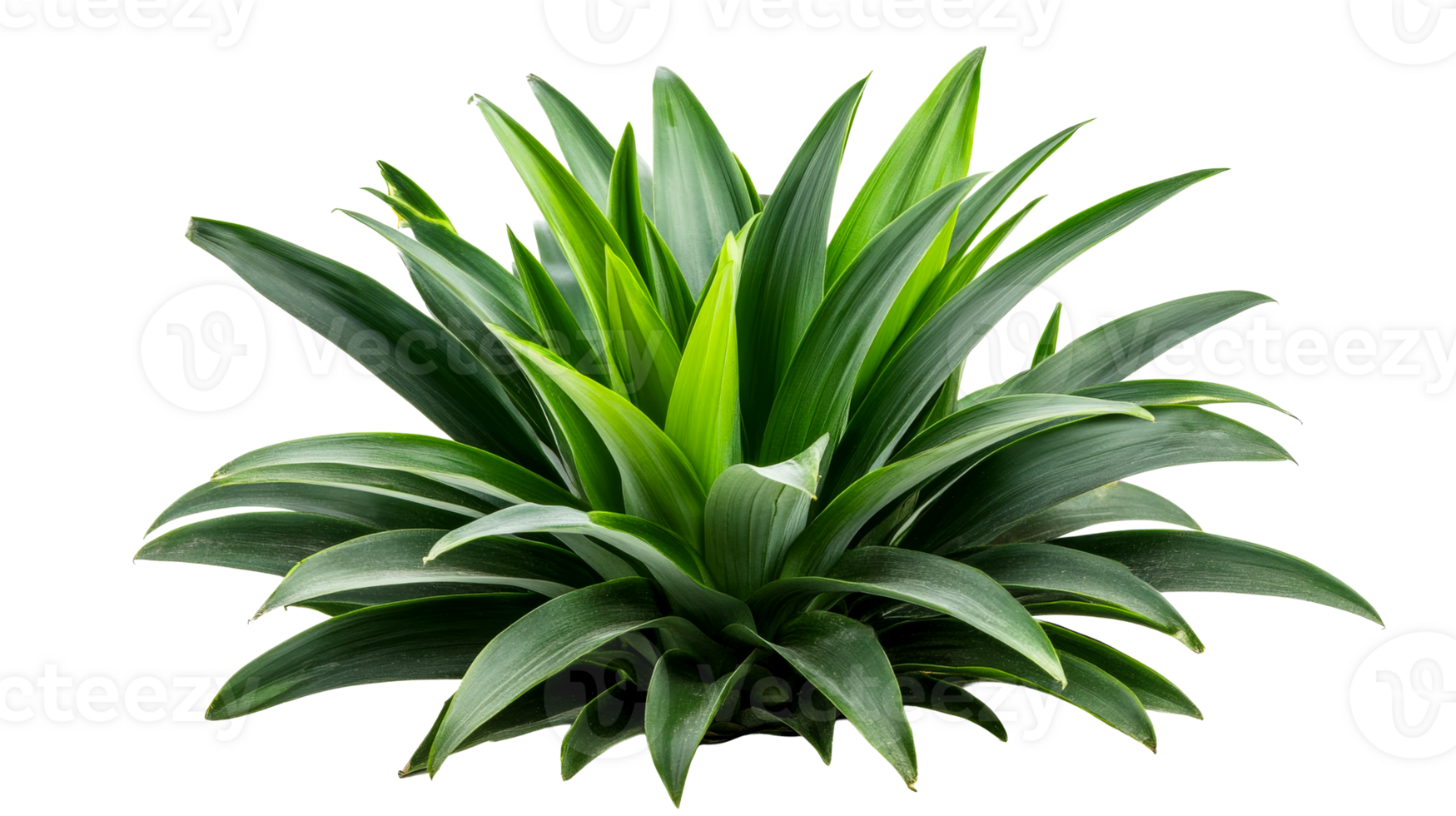 Pandanus tectorius plant with long pointed leaves, cut out transparent png