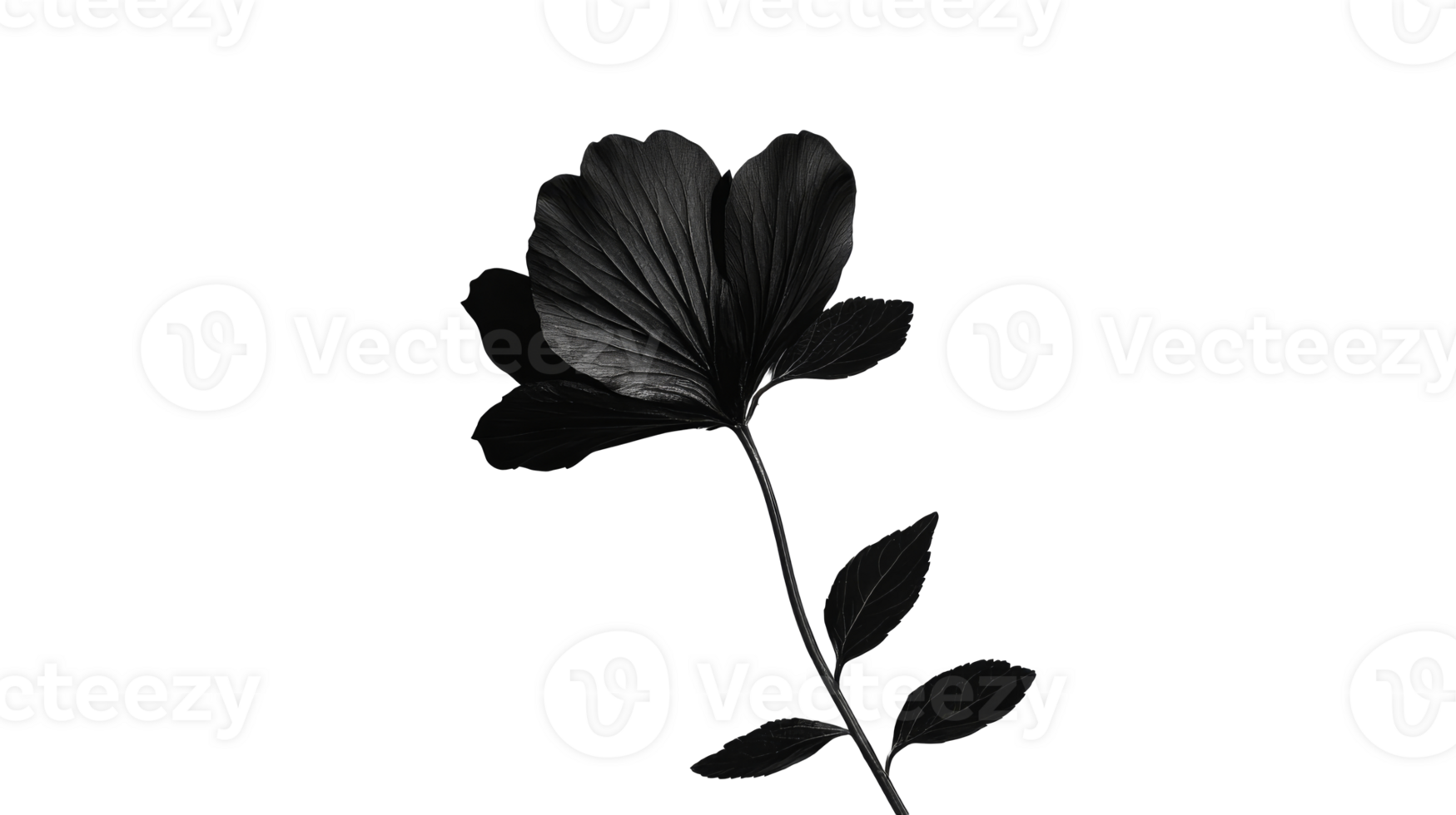 Black flower with leaves on stem, minimal floral design, cut out transparent png