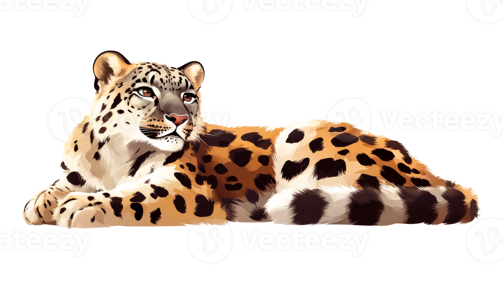 Snow leopard lying down resting relaxed and calm, cut out transparent png
