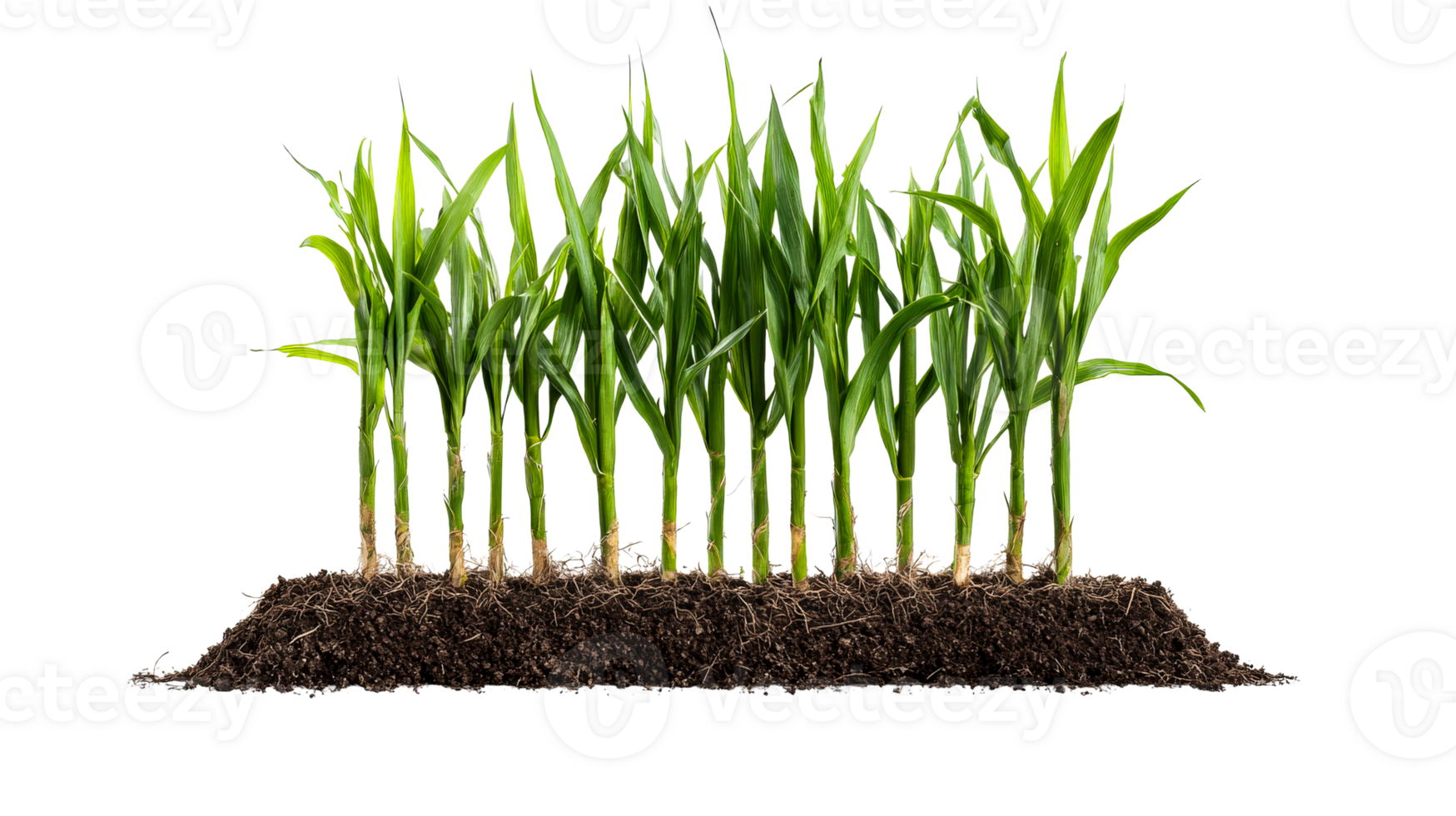 Young corn plants in soil, roots visible, studio shot, cut out transparent png