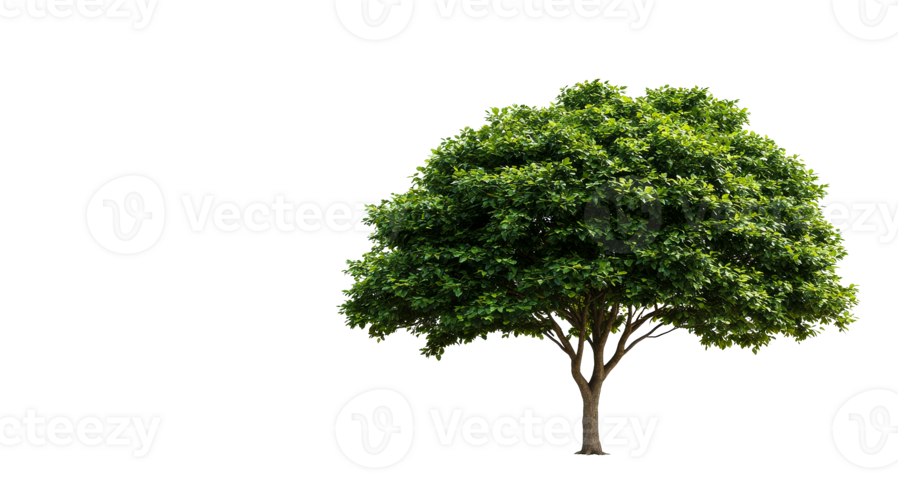 Lush Green Tree with Dense Canopy Isolated , cut out transparent png