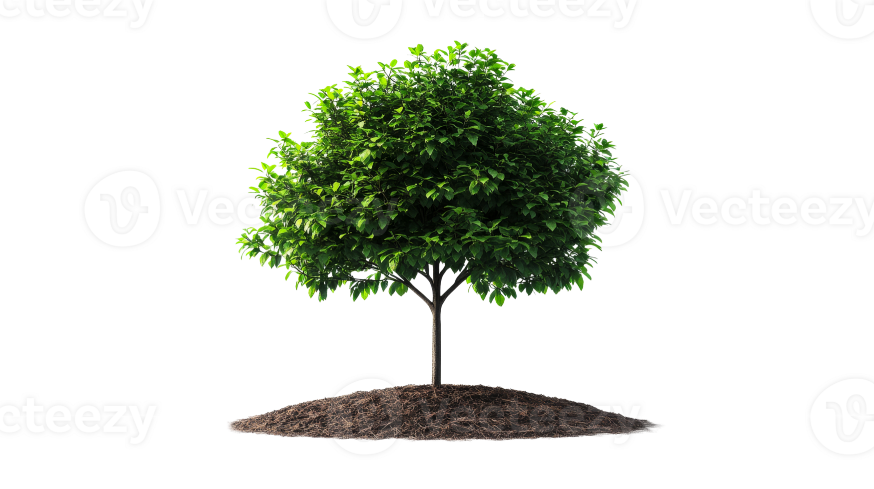 Fresh green tree with a brown trunk, cut out transparent png