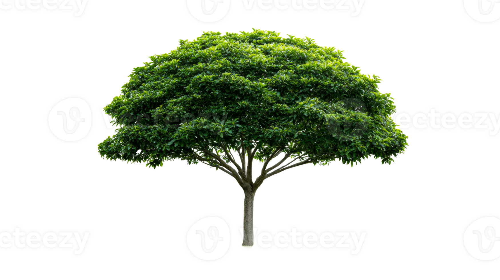 Lush Green Tree with Dense Foliage on Black, cut out transparent png