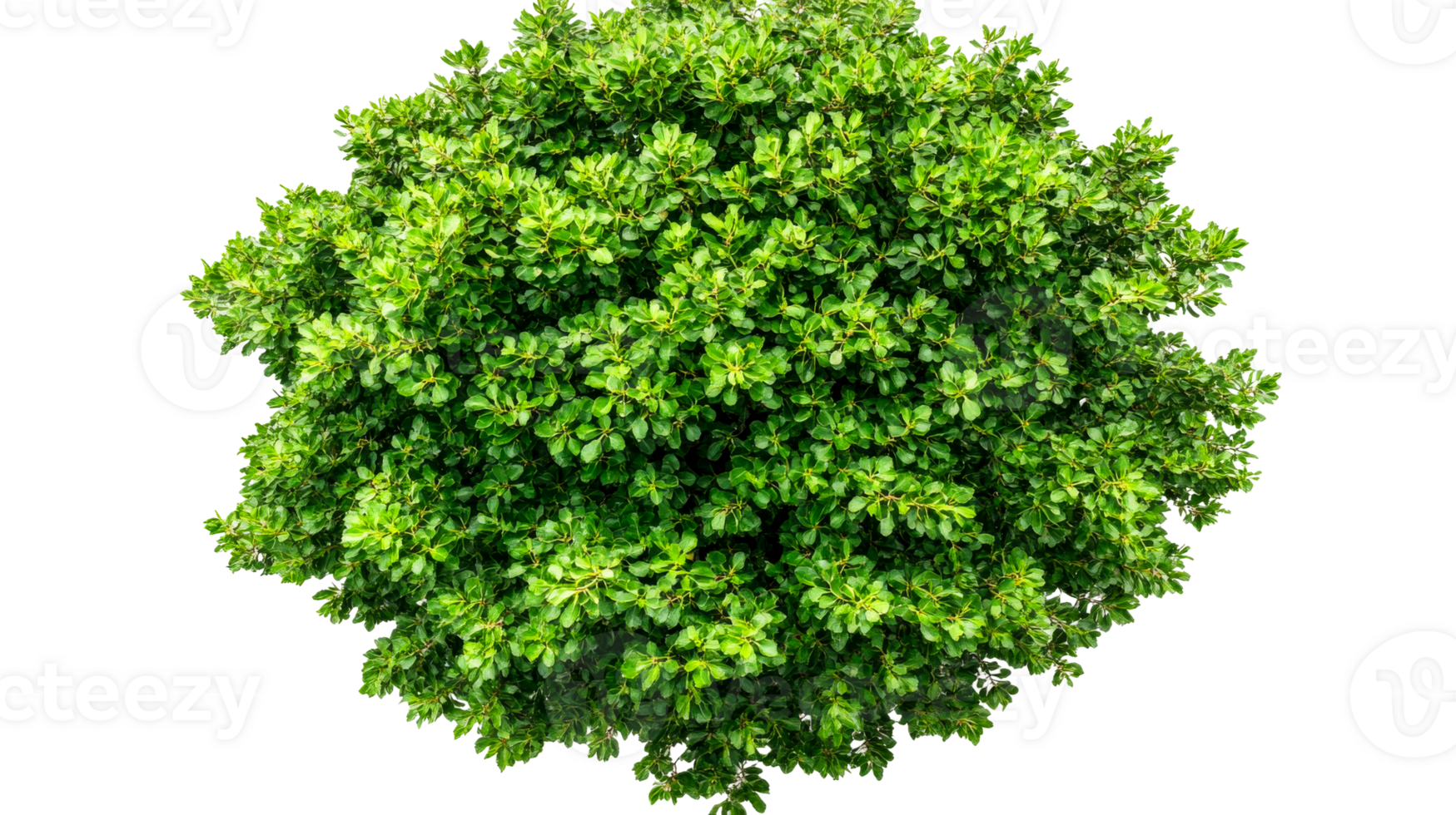 Lush green bush in the shape of a ball, top view, cut out transparent png