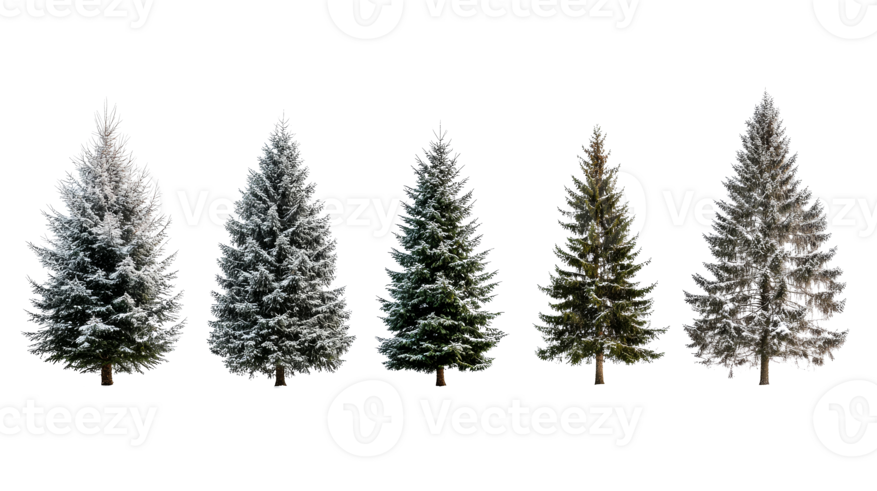 Evergreen Trees in Winter, Arrayed, Isolated on Black , cut out transparent png
