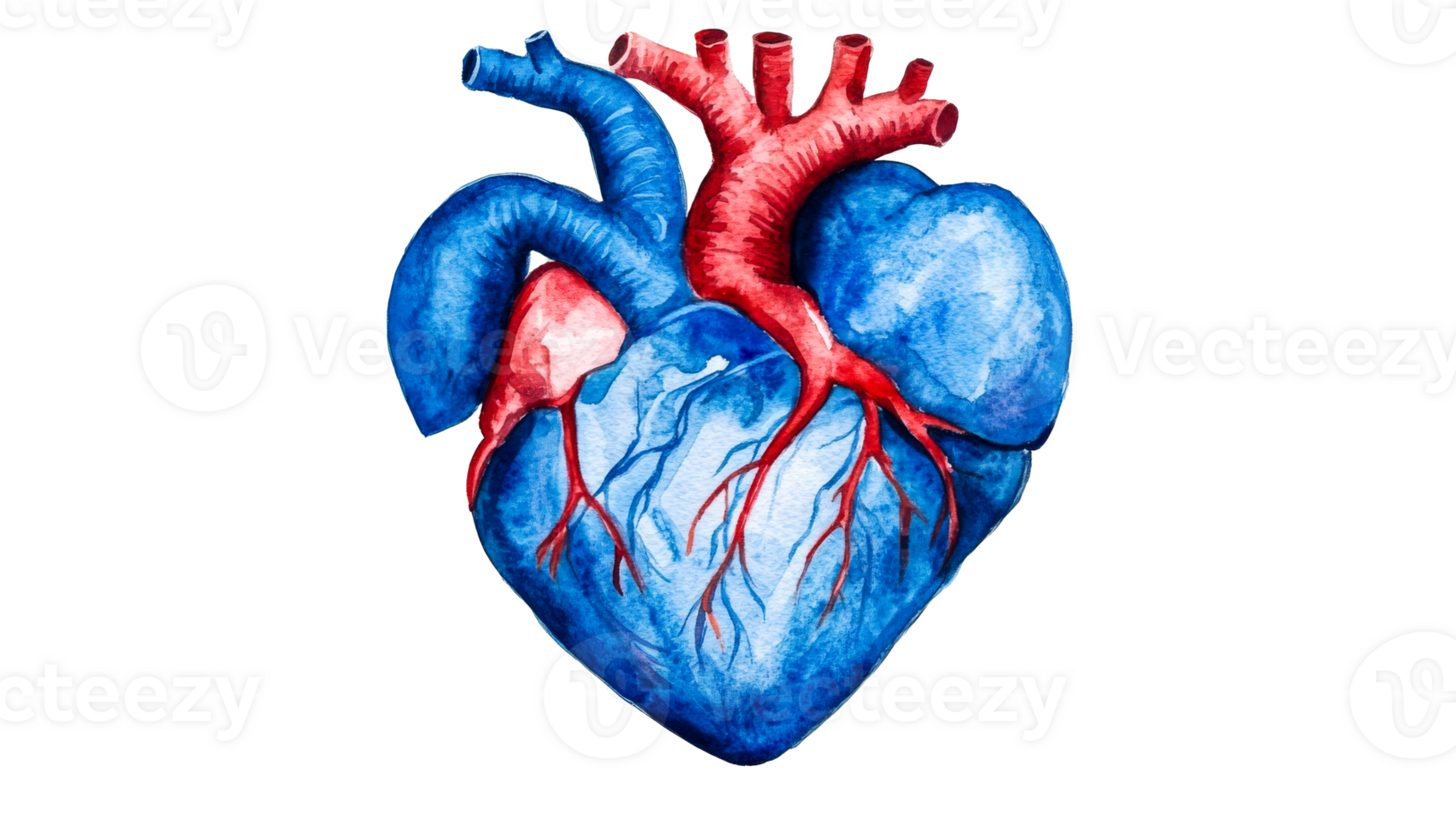 Watercolor anatomical heart illustration, isolated, cut out transparent png