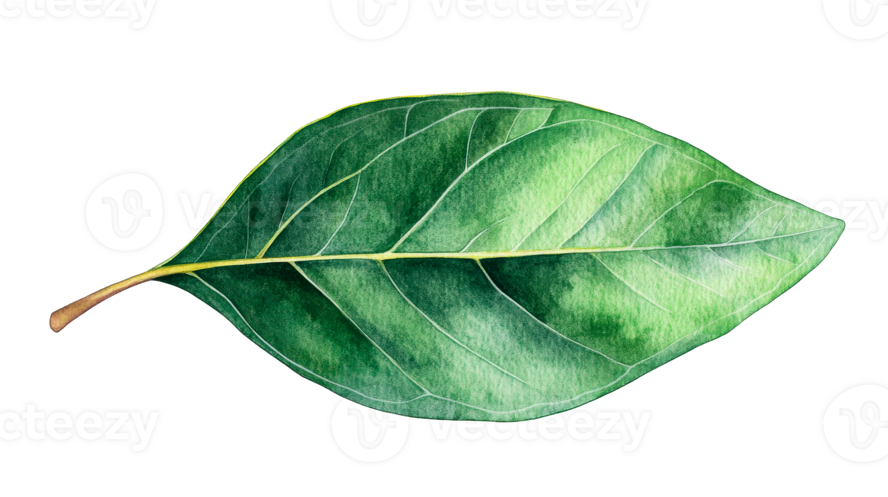 Watercolor leaf illustration, isolated plant element, vivid green shade, cut out transparent png