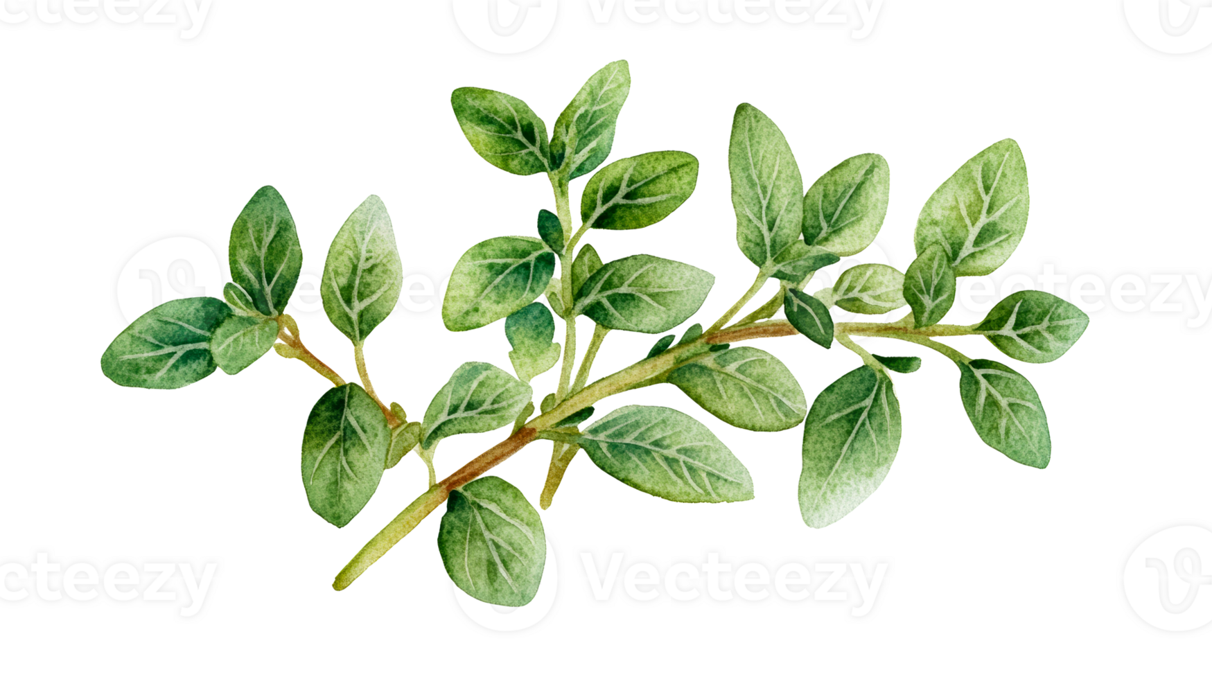 Watercolor Thyme Herb Branch Isolated, cut out transparent png
