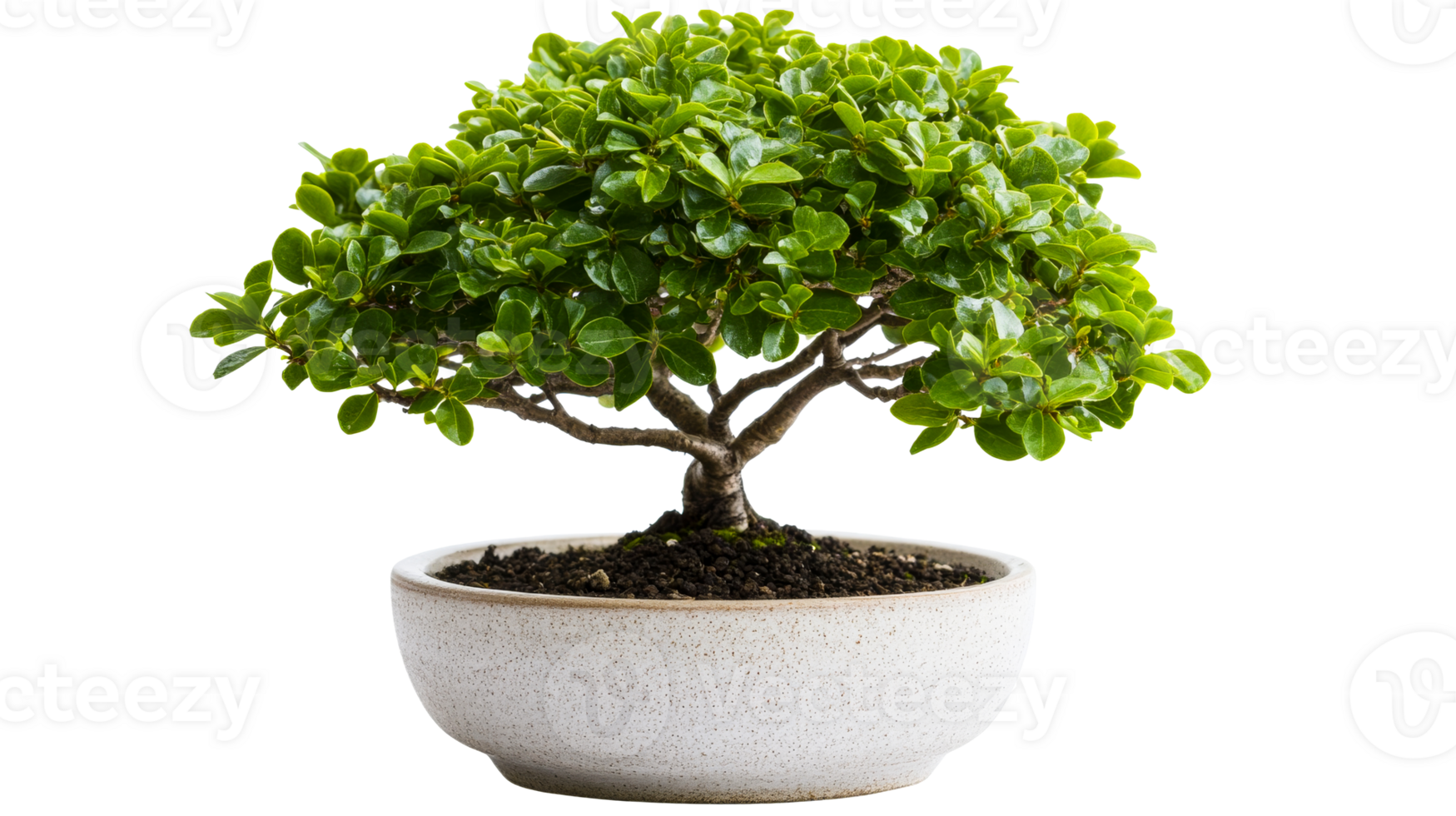 Bonsai in ceramic pot, miniature tree, green leaves, isolated art, cut out transparent png