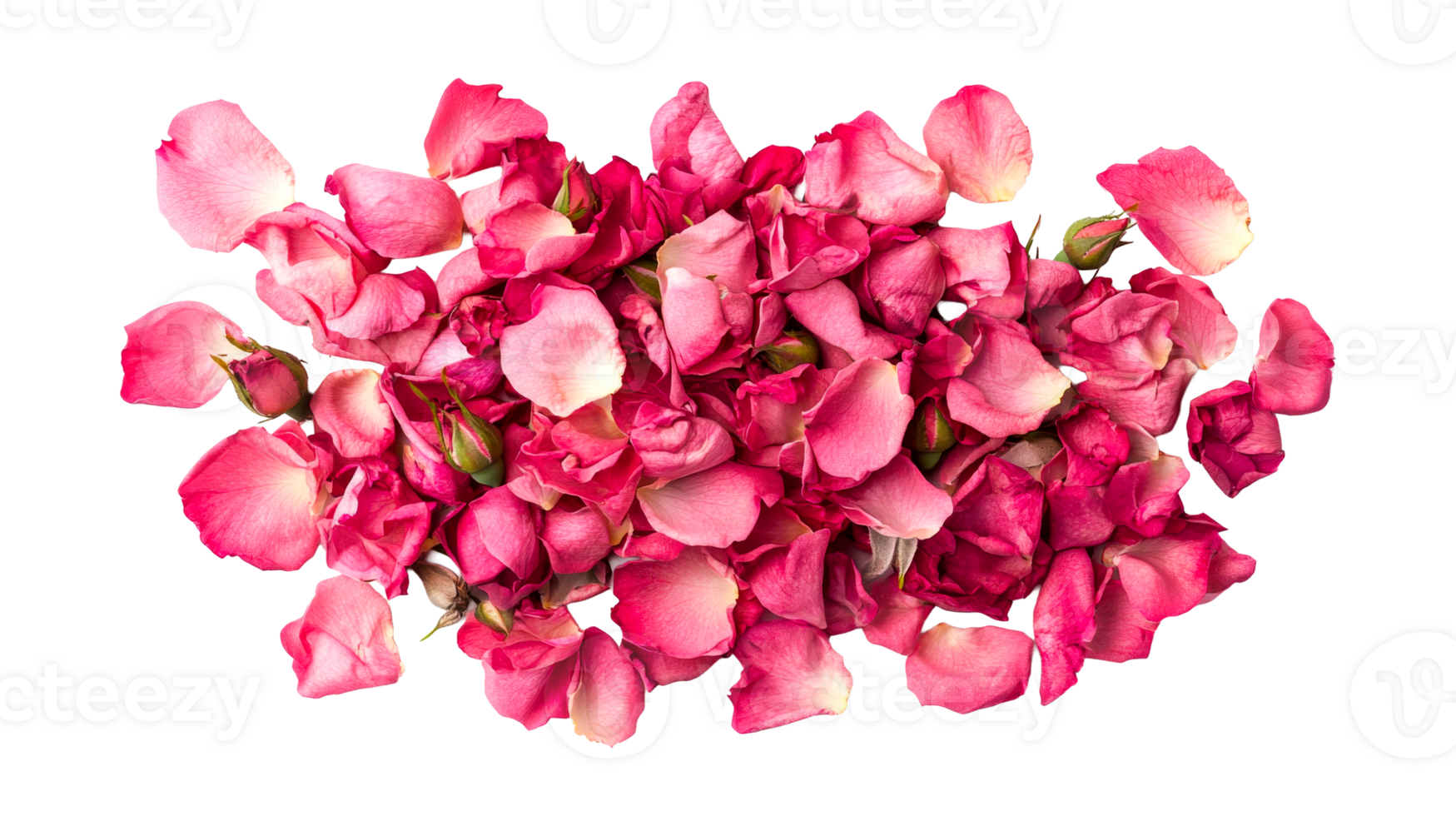 Pile of rose petals and buds in pink, overhead view, cut out transparent png