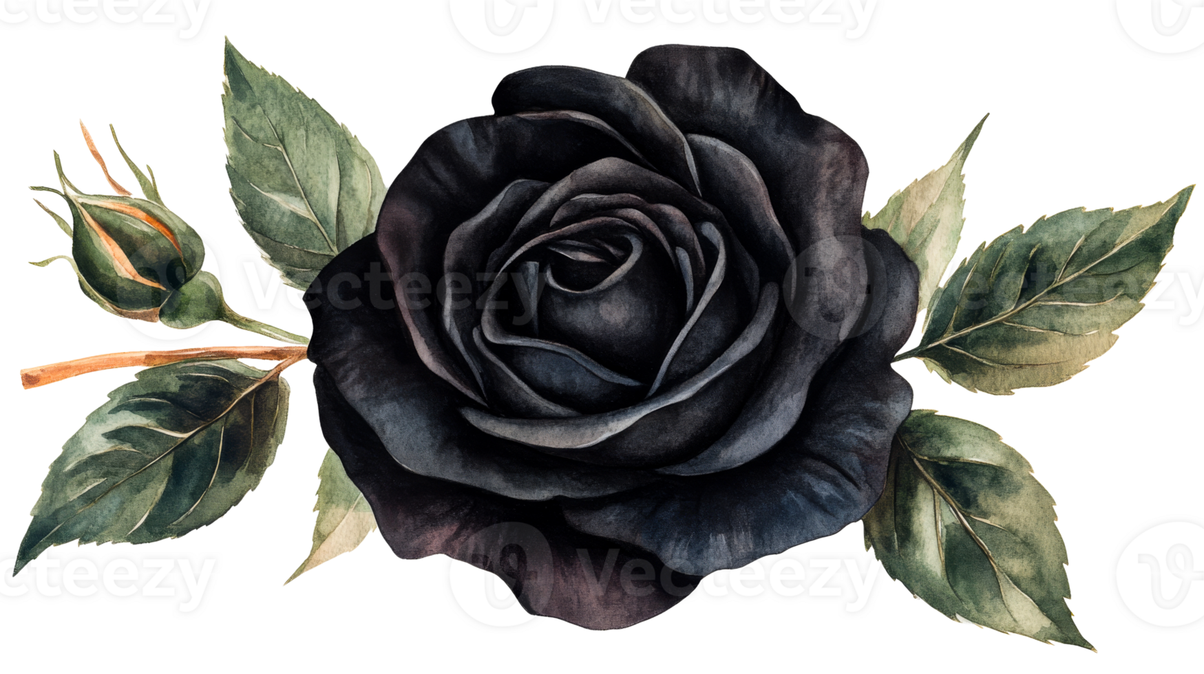 Watercolor dark rose flower with green leaves illustration, cut out transparent png