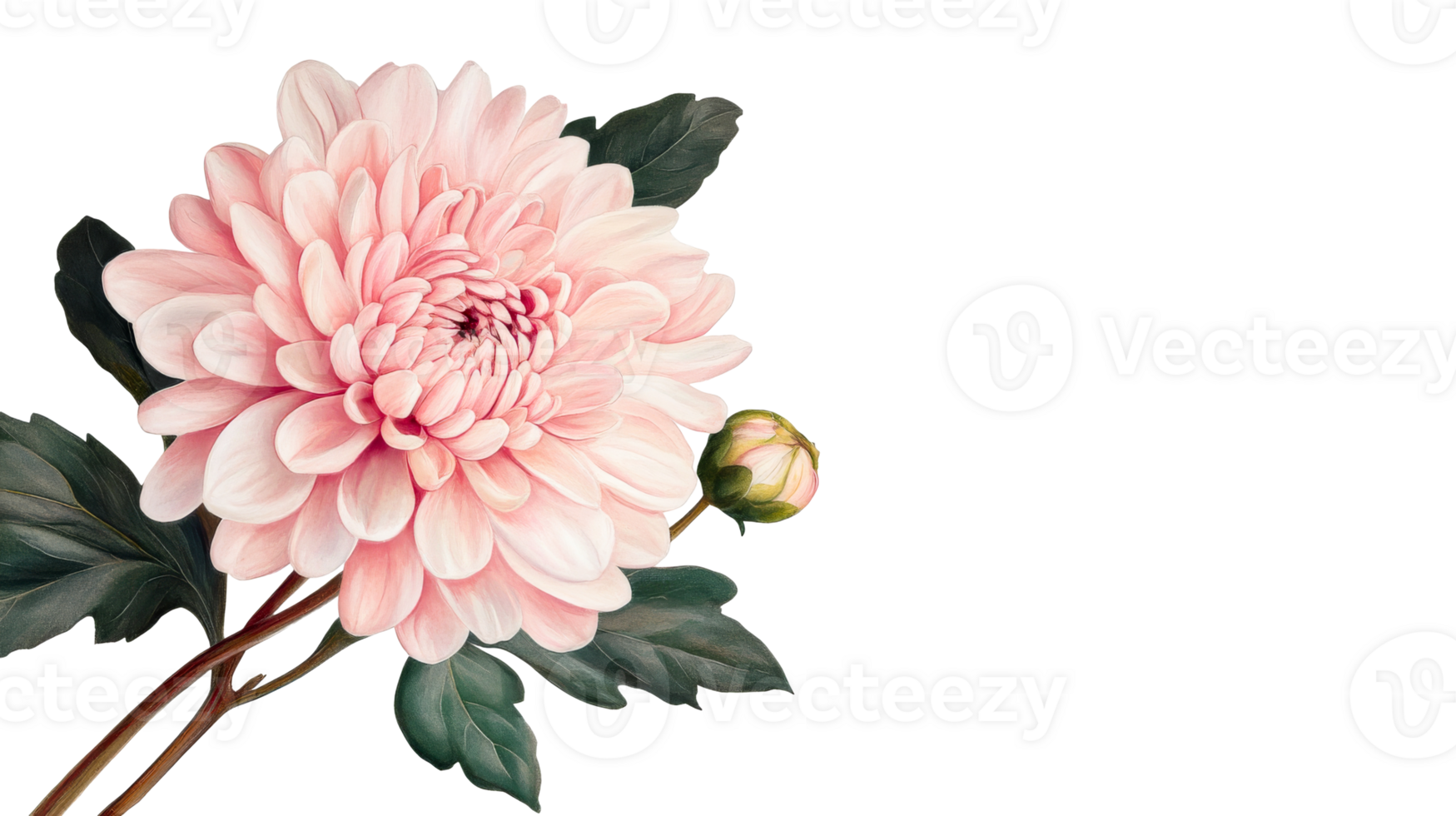 Elegant pink dahlia flower on black background, cut out transparent png