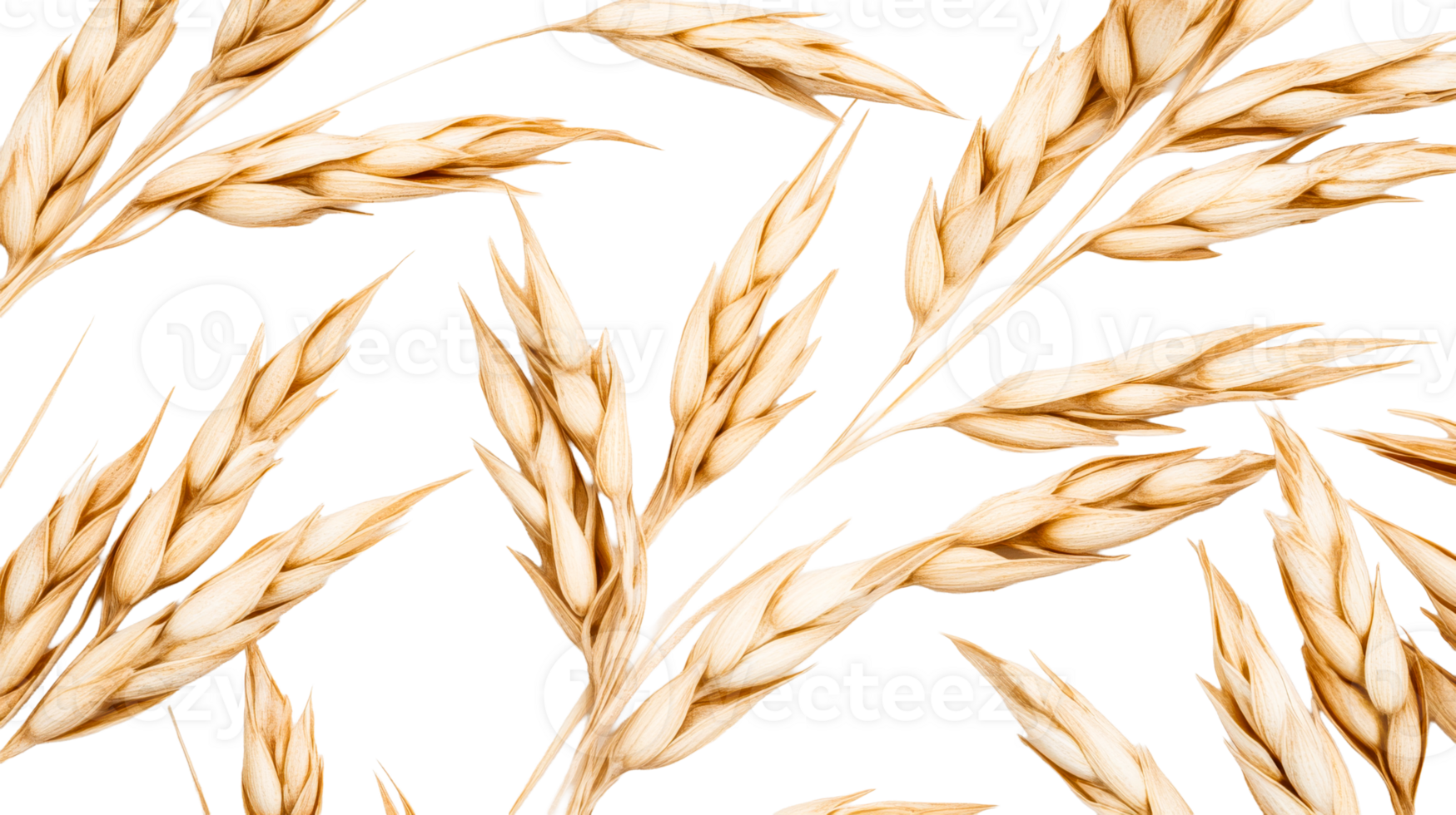Golden wheat stalks on black background, detailed floral drawing, cut out transparent png