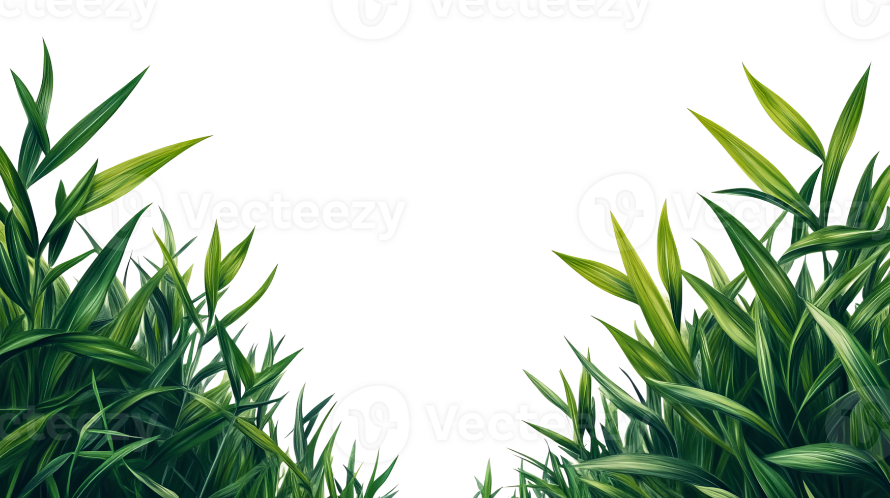 Fresh grass with long leaves for decoration, cut out transparent png