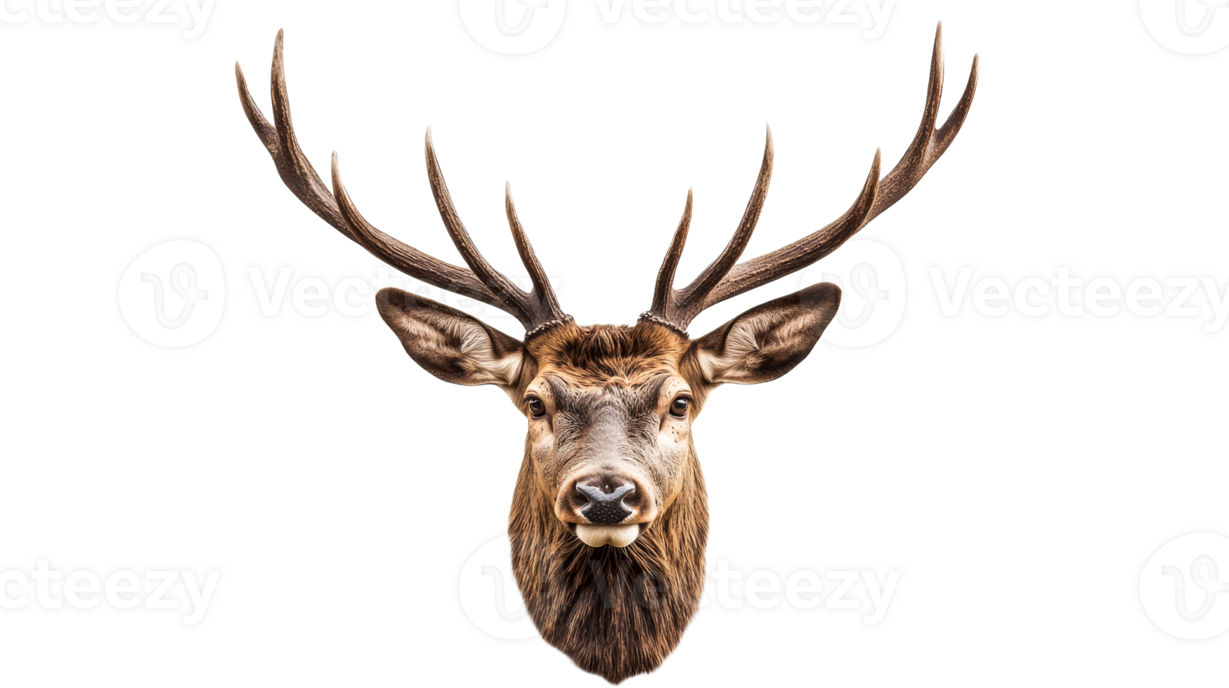 Deer head with large antlers, portrait close up, cut out transparent png