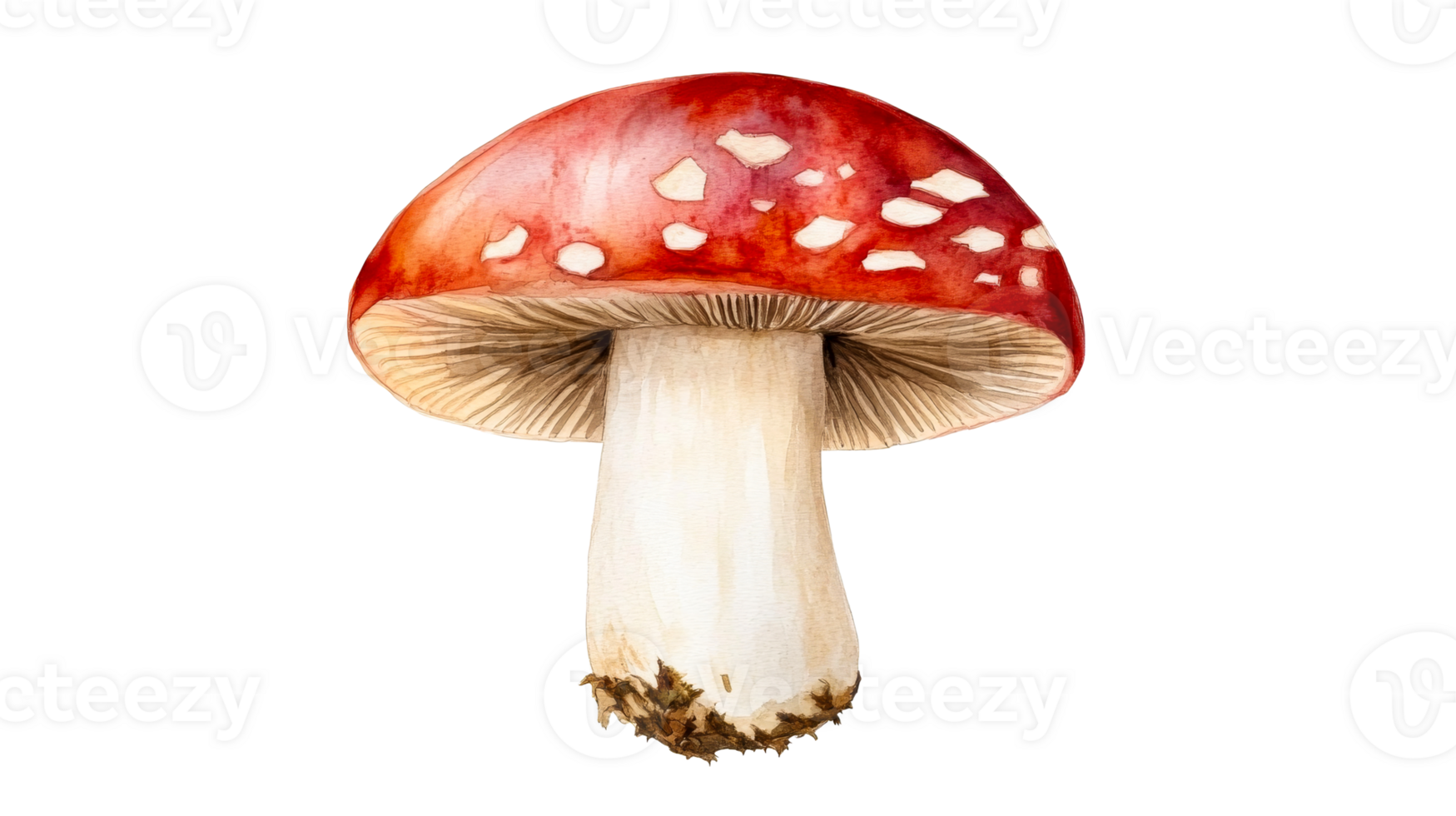 Poisonous mushroom with red cap and white spots, cut out transparent png