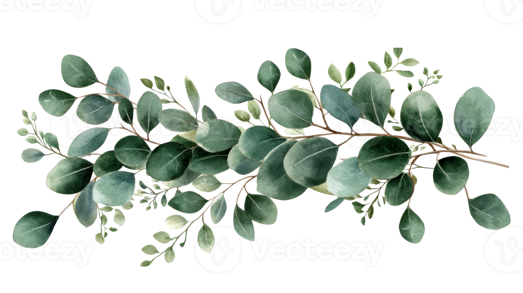 Watercolor Eucalyptus Branch, Artistic Design, Elegant Illustration, cut out transparent png