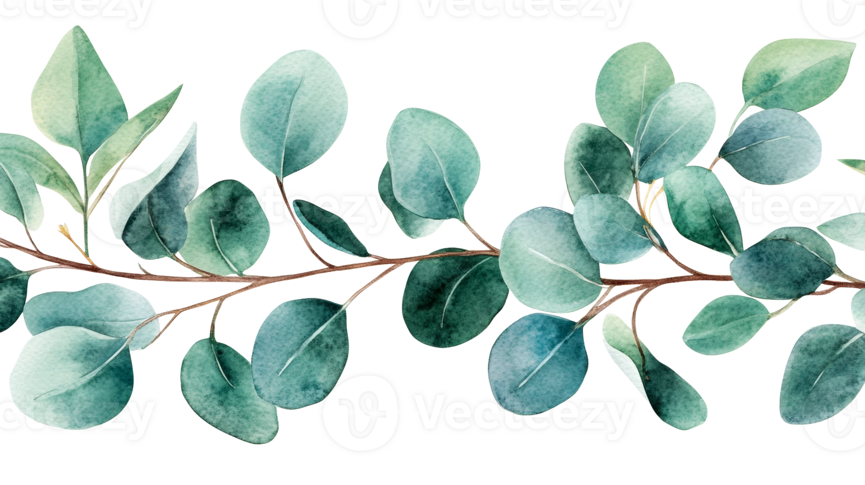 Watercolor eucalyptus branch with leaves, botanical illustration, cut out transparent png