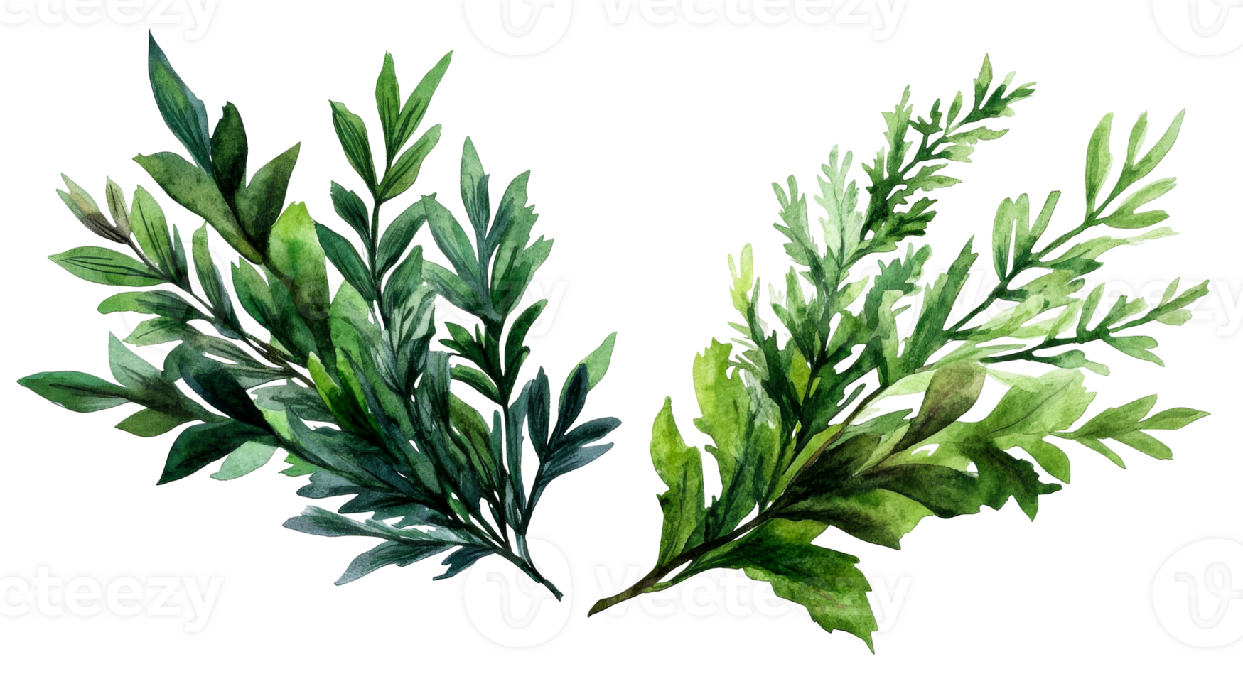 Watercolor greenery branches illustration, lush foliage, botany, cut out transparent png