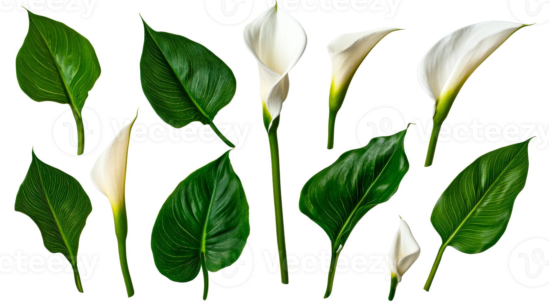 Elegant Calla Lilies and Green Leaves Arrangement, cut out transparent png