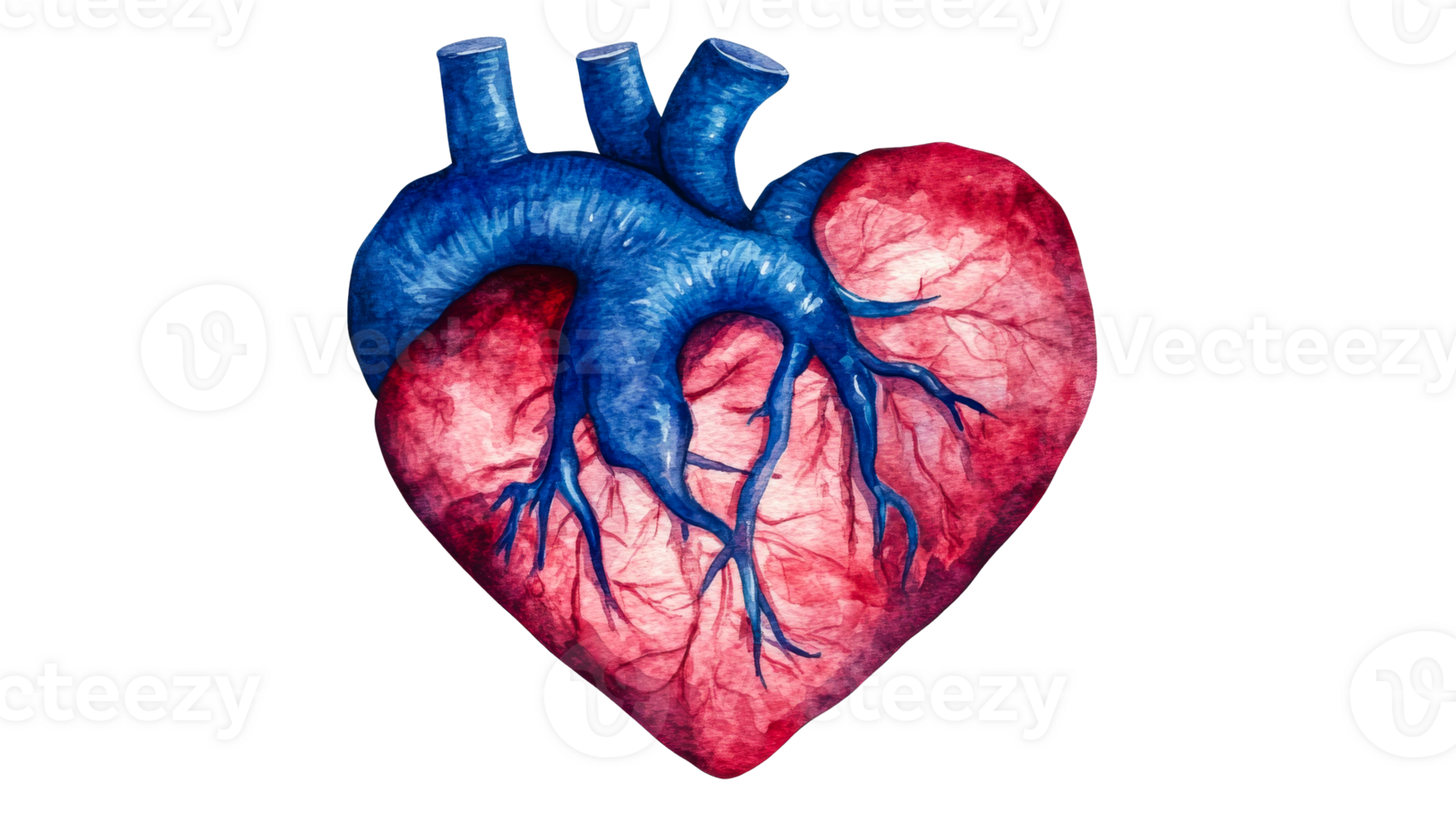 Anatomical heart illustration, detailed watercolor artwork , cut out transparent png