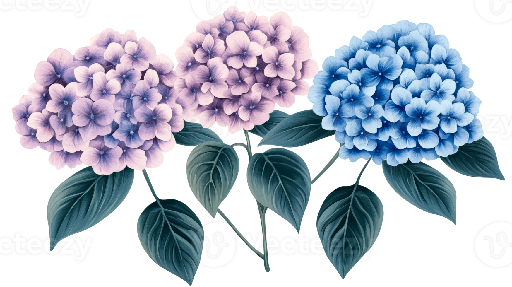 Hydrangea flower bouquet, pink, blue, purple bloom, petal, flora, cut out transparent png