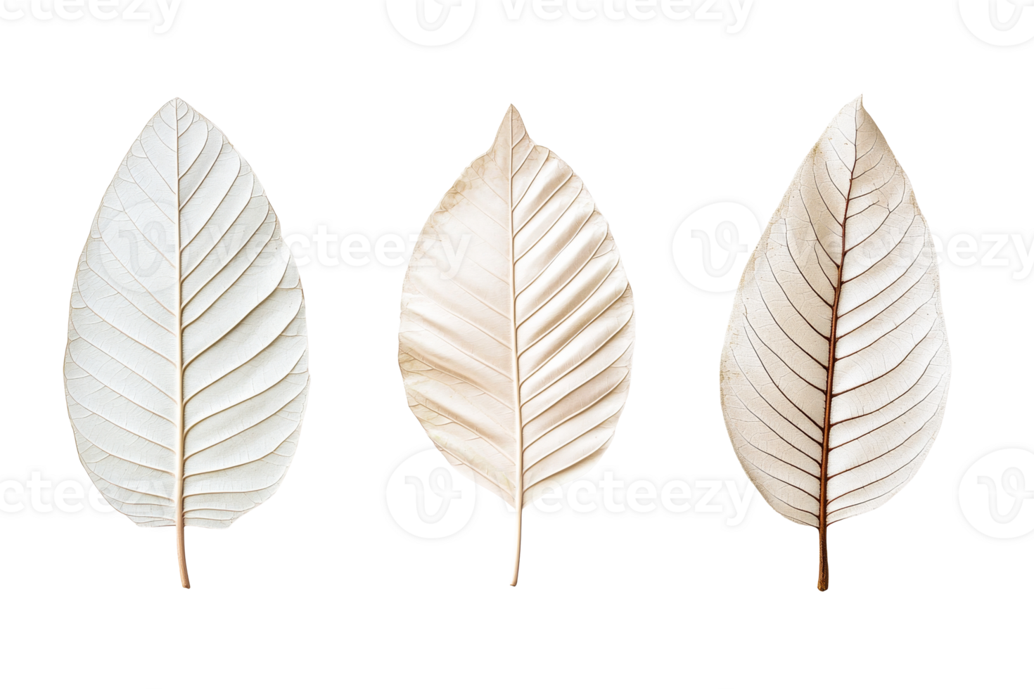 Dry beige leaf set isolated on black background, cut out transparent png