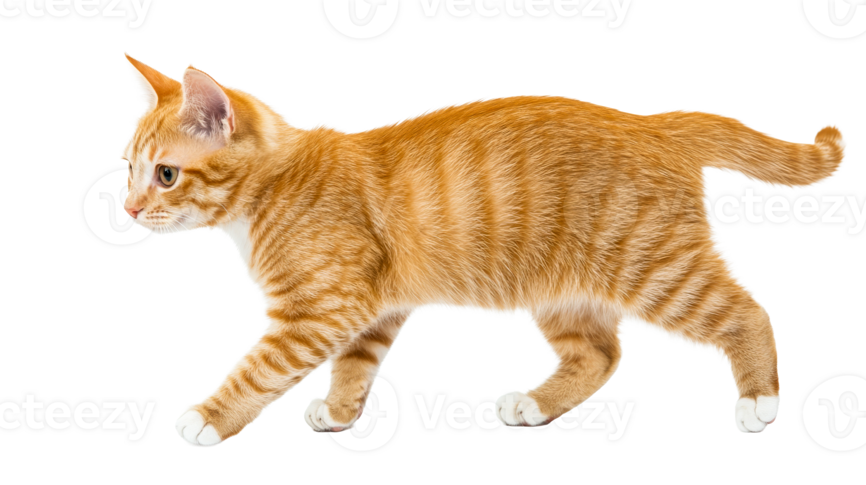 Orange tabby cat walking, cut out transparent png