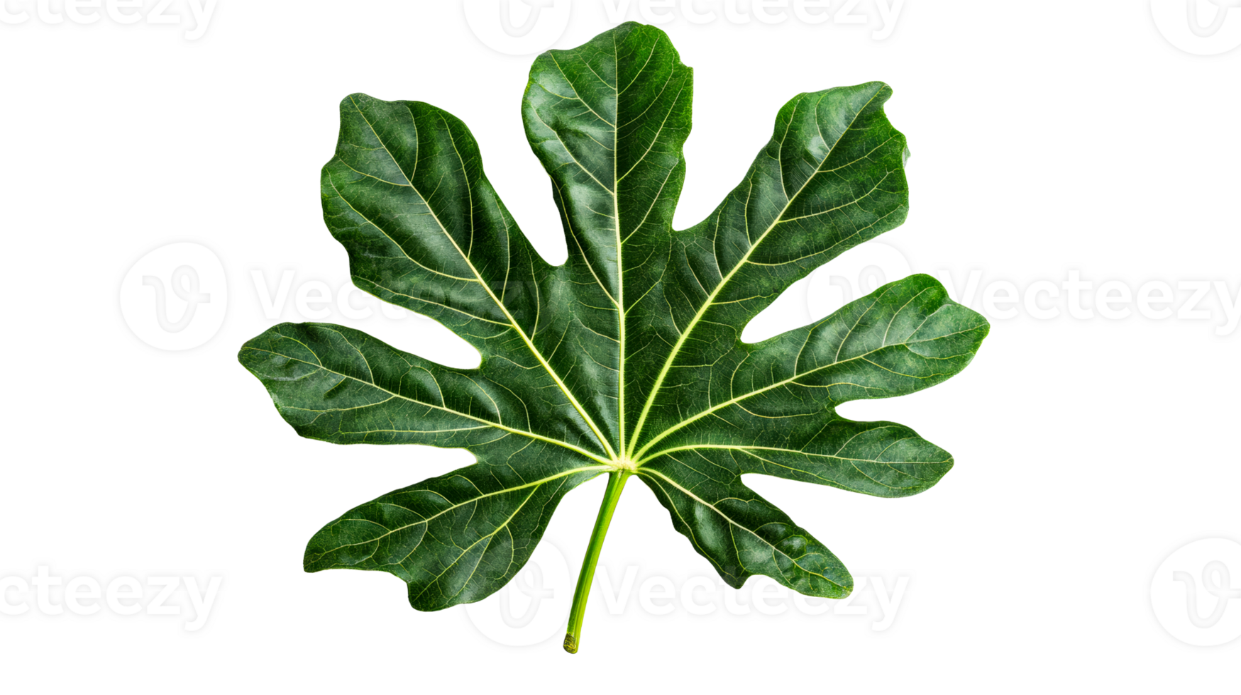 Exotic fig leaf, detail closeup structure, botanical, green nature, cut out transparent png