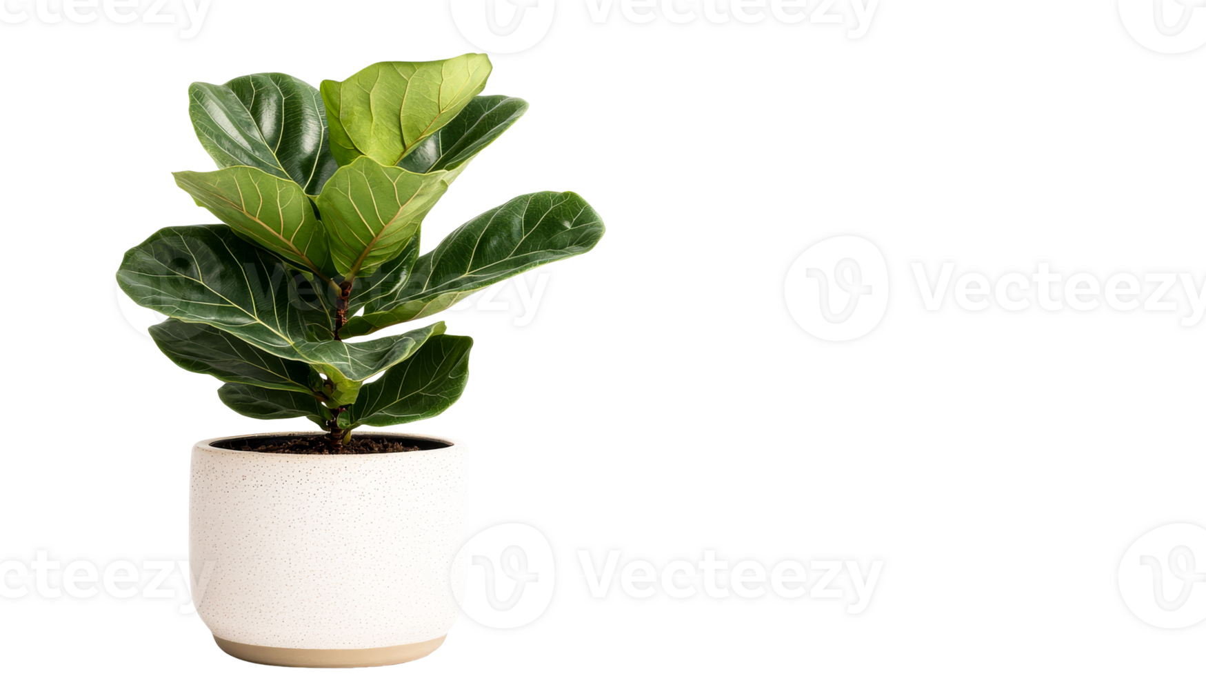 Fiddle leaf fig plant in a modern pot with a transparent background png