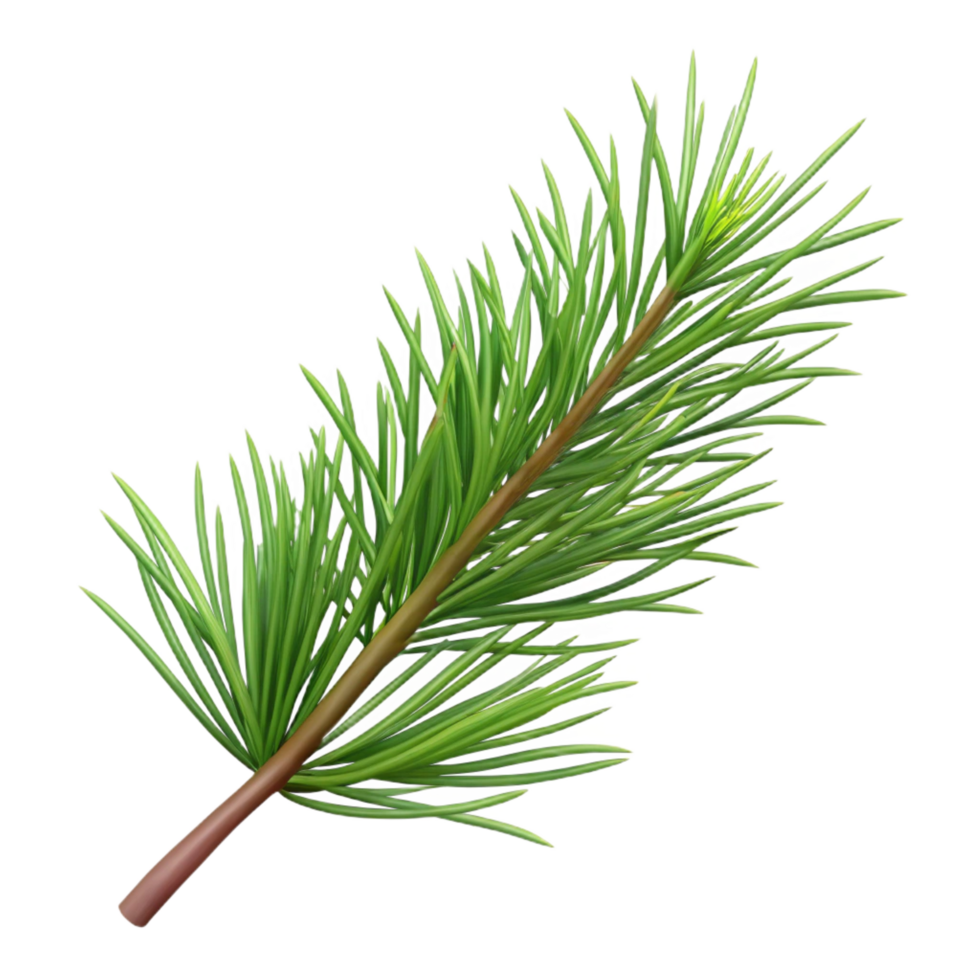 beautiful rustic Pine branch with needles detailed png