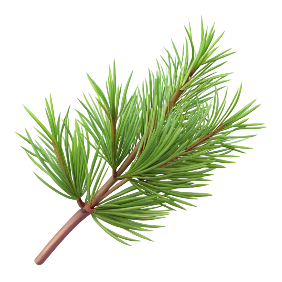 elegant rustic Pine branch with needles high quality png