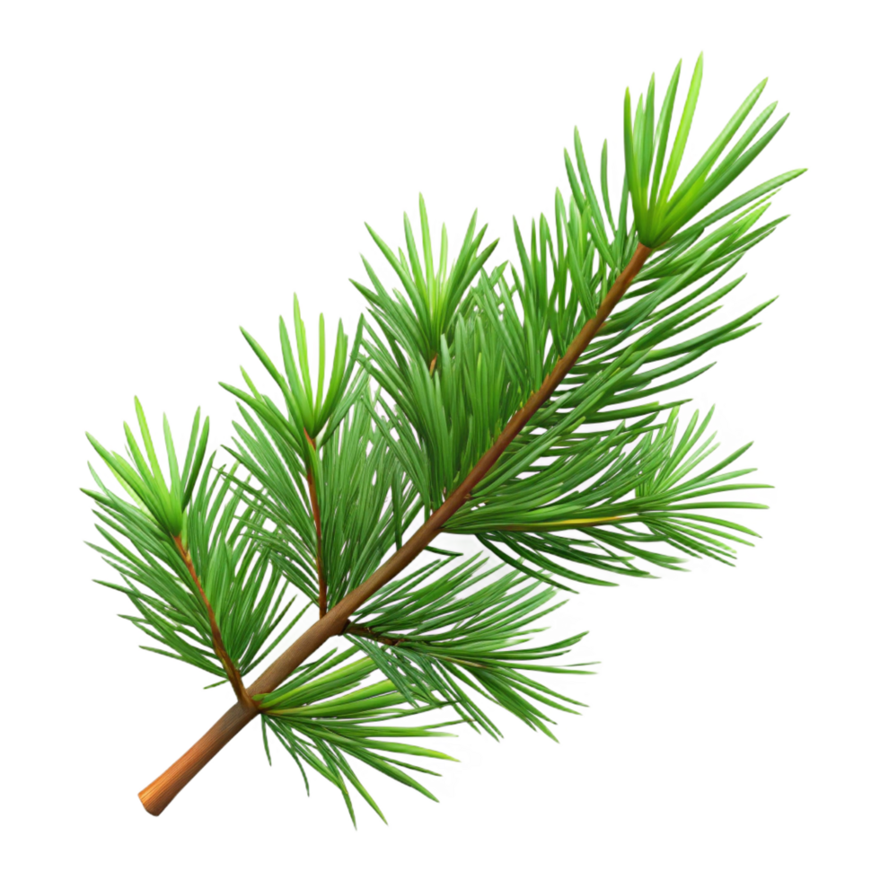 elegant rustic Pine branch with needles original png