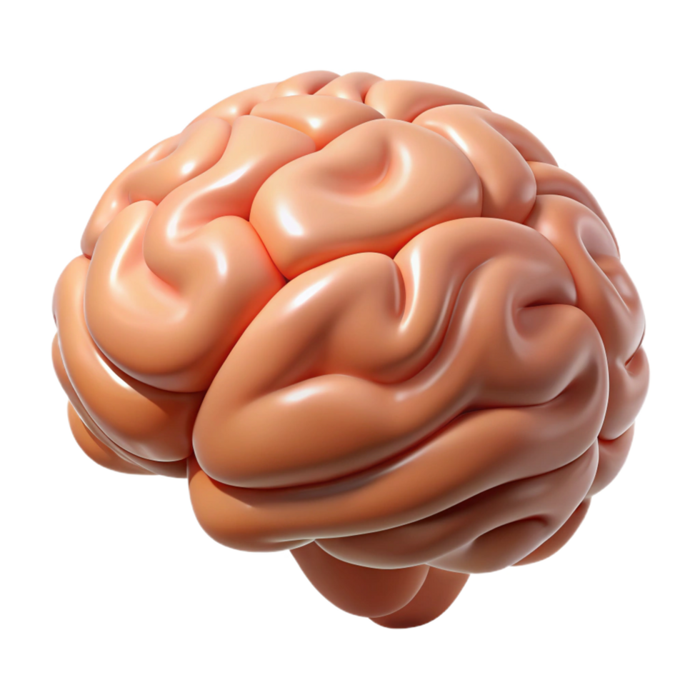 elegant rustic A realistic, human brain exclusive png