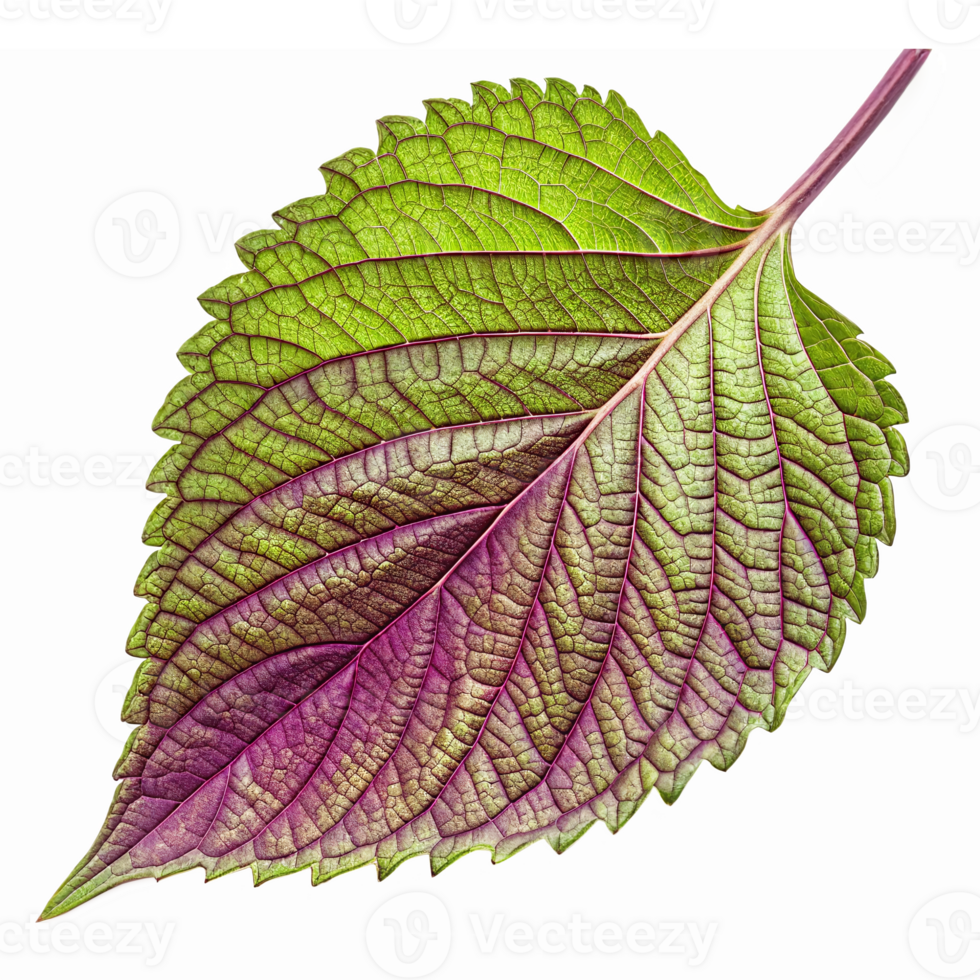 Realistic Green and Purple Leaf Design for Nature Inspired Illustrations and Graphics png