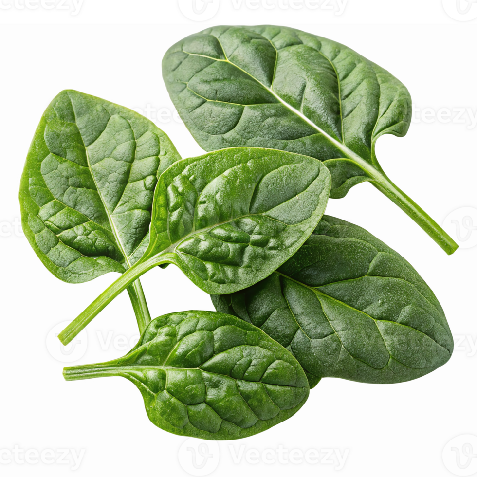 Fresh Spinach Leaves Isolated on Transparent Background for Healthy Cooking and Nutrition png